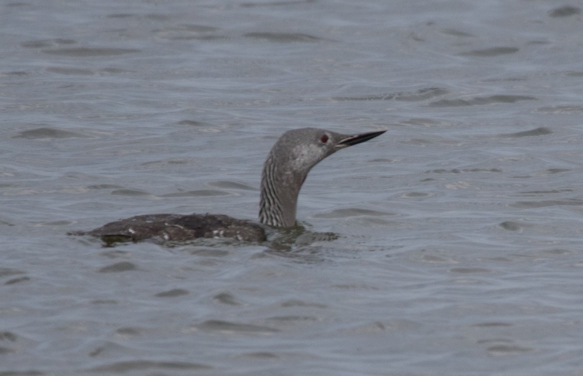 Red-throated Loon - ML609868701