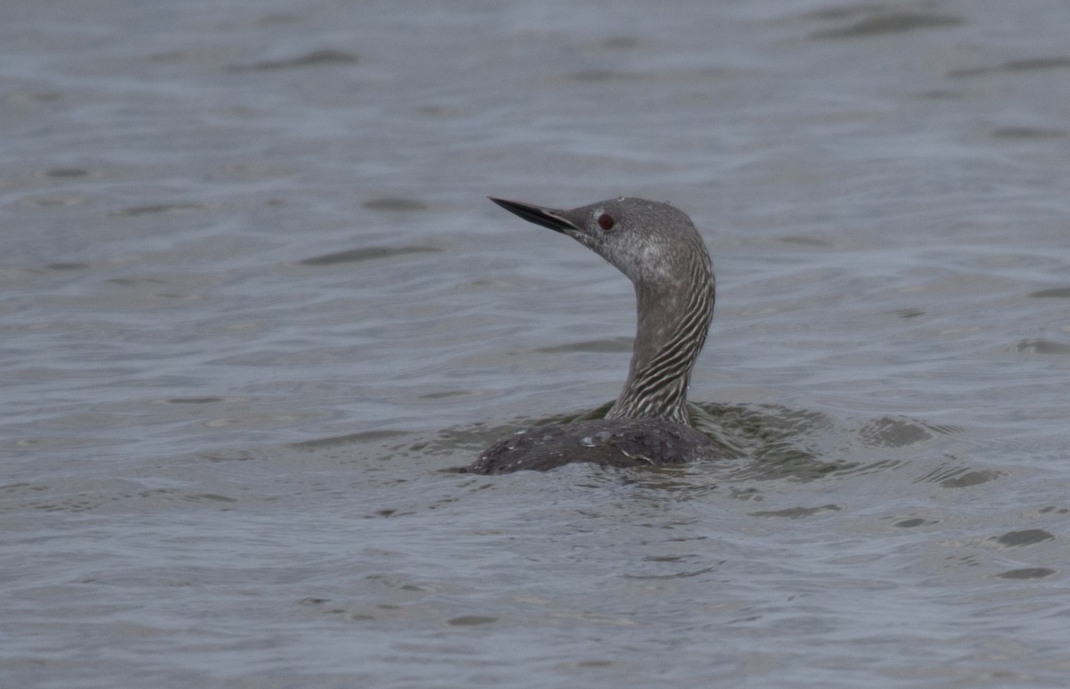 Red-throated Loon - ML609868702