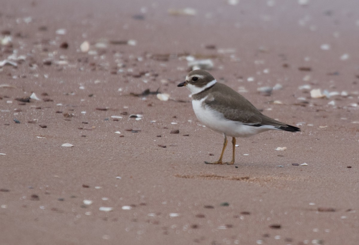 Semipalmated Plover - ML609868738