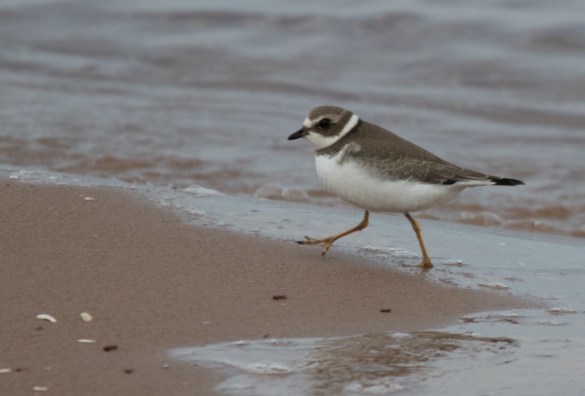 Semipalmated Plover - ML609868739