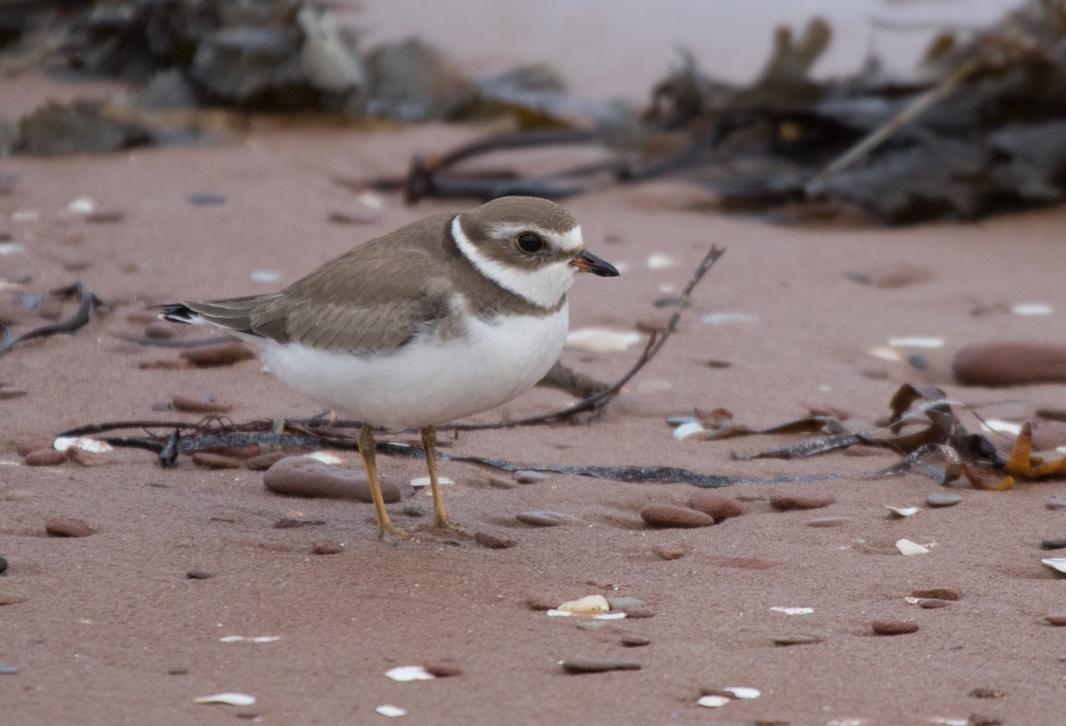 Semipalmated Plover - ML609868740
