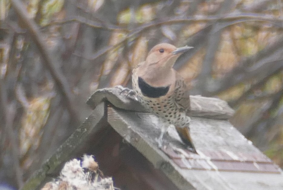 Northern Flicker (Yellow-shafted) - Peter Kennedy