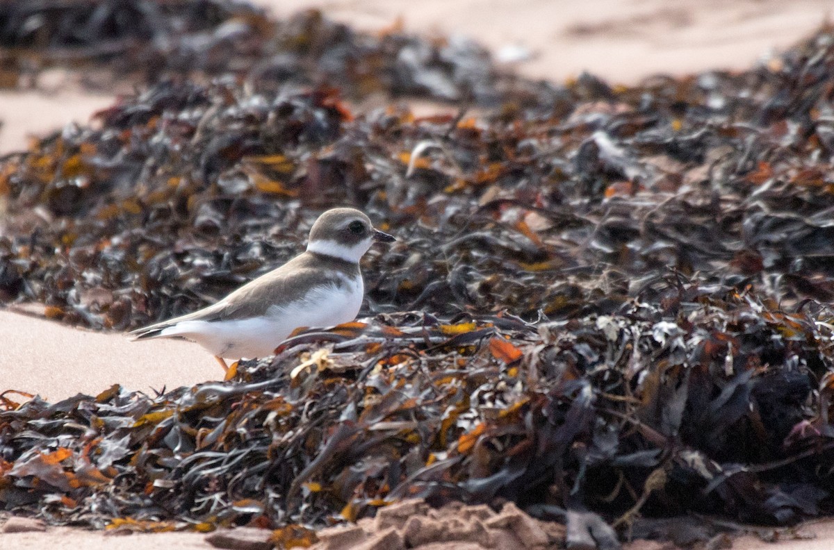 Semipalmated Plover - ML609868784
