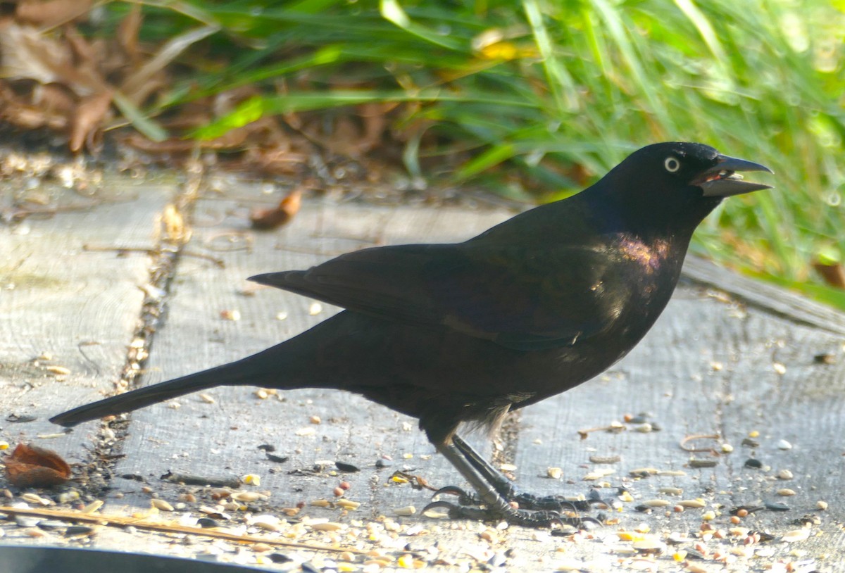 Common Grackle (Bronzed) - Peter Kennedy