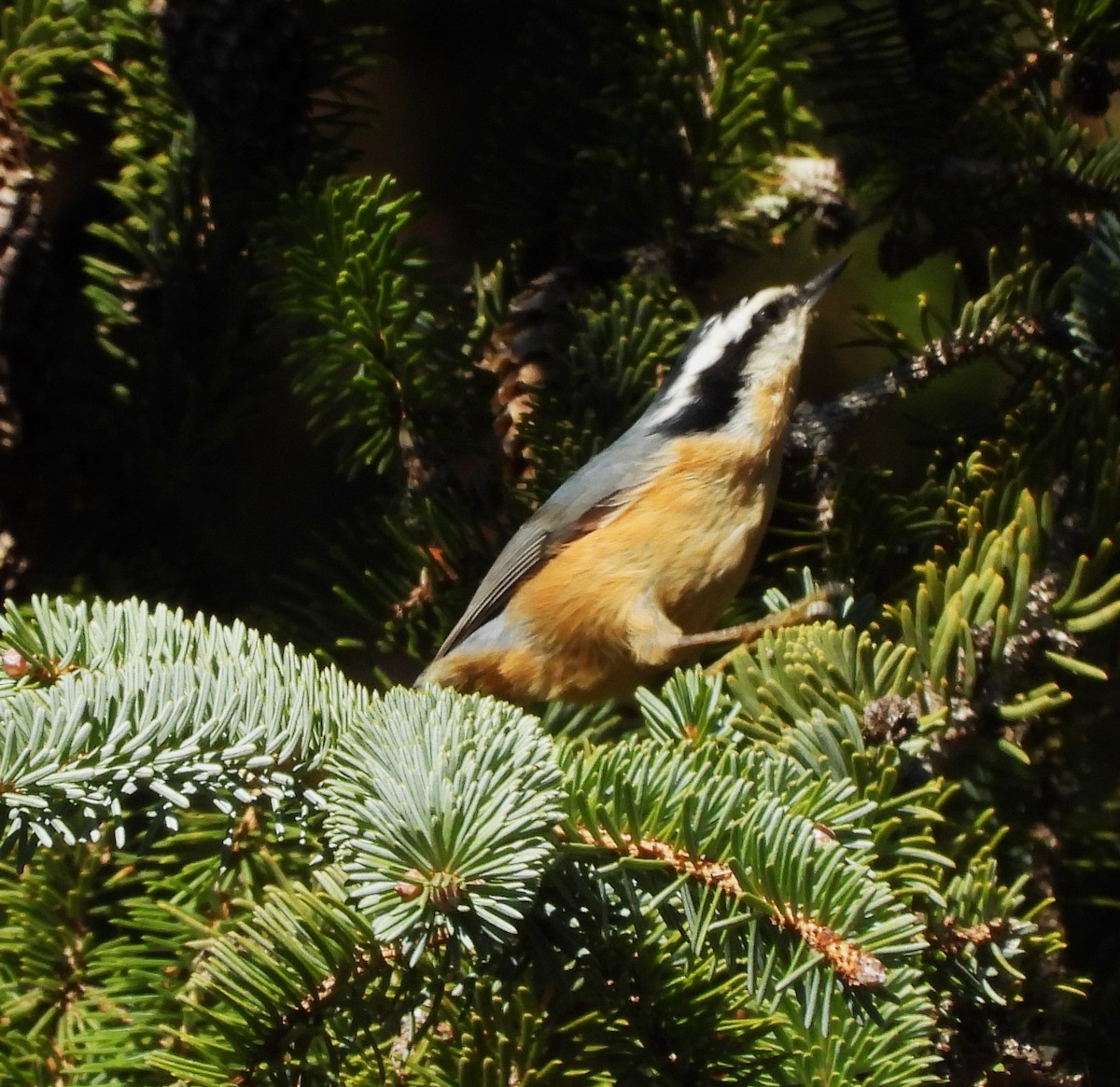 Red-breasted Nuthatch - ML609868914