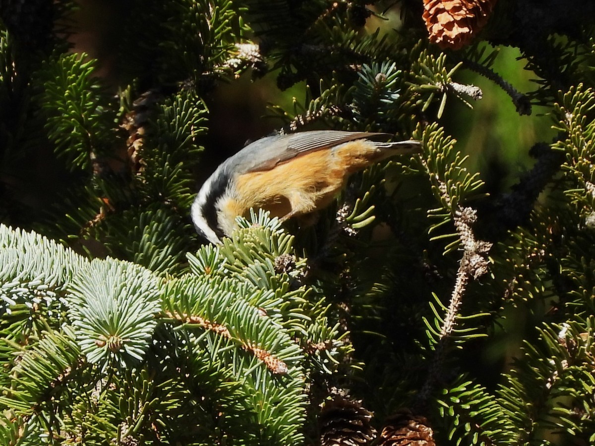 Red-breasted Nuthatch - Glenn Pannier