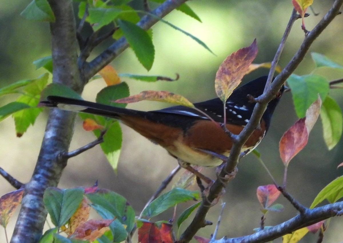 Spotted Towhee - ML609868990