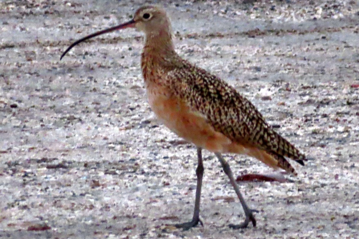 Long-billed Curlew - ML609868991
