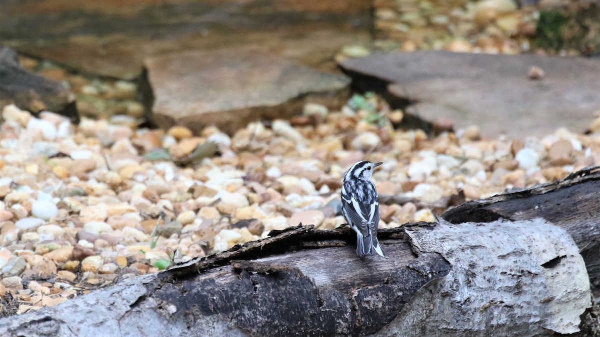 Black-and-white Warbler - ML609869180
