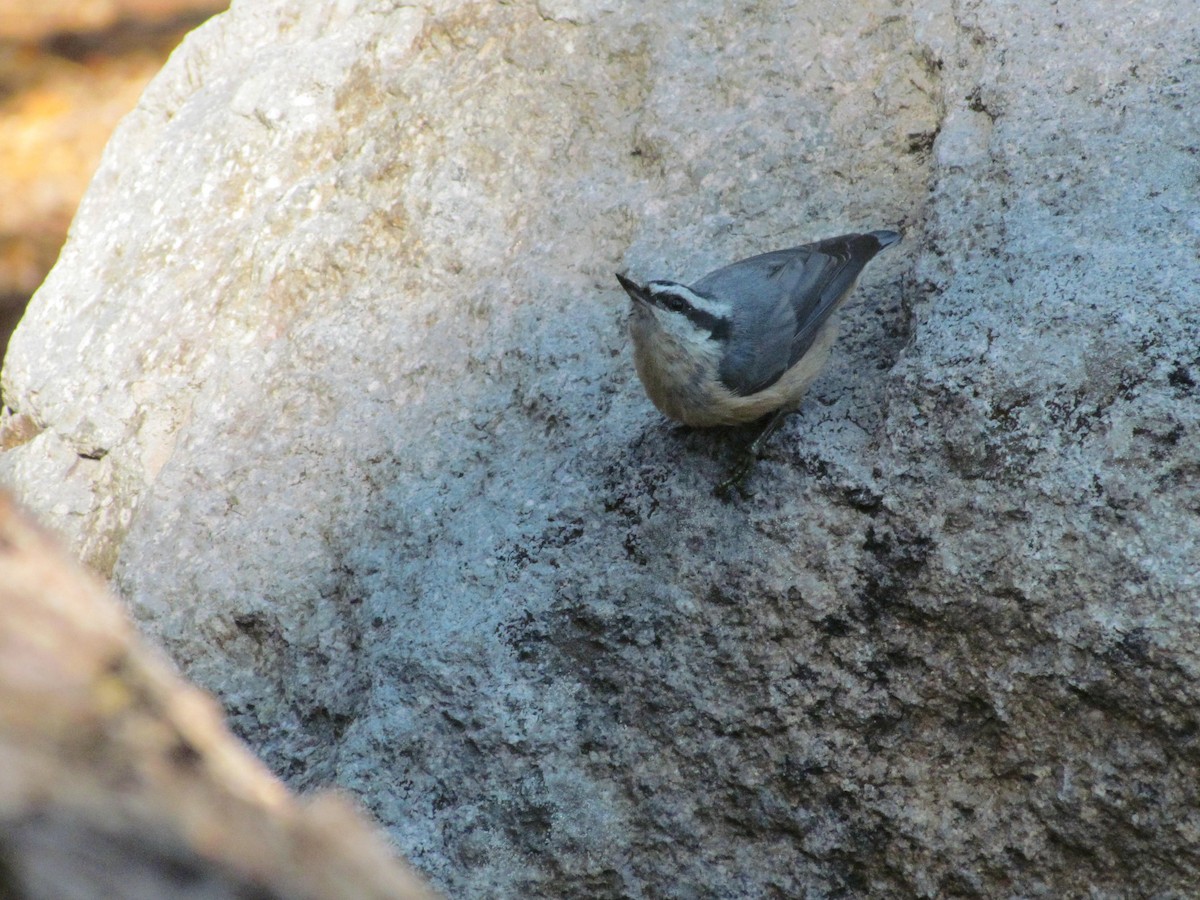 Red-breasted Nuthatch - ML609869386