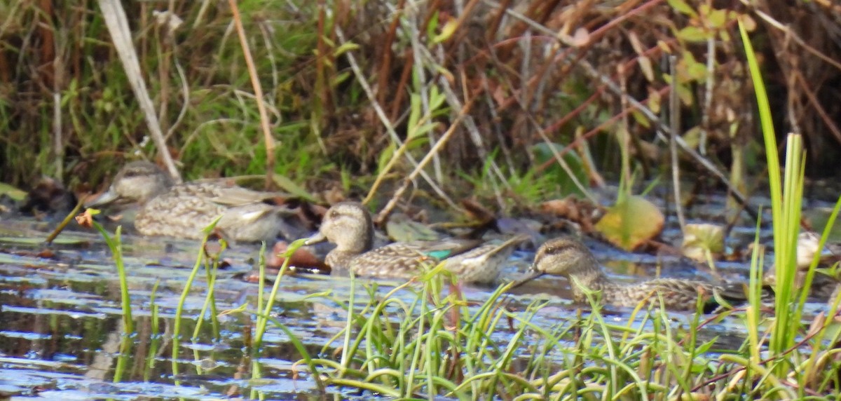 Mass Audubon eBird Checklist 12 Oct 2023 Broadmoor Wildlife