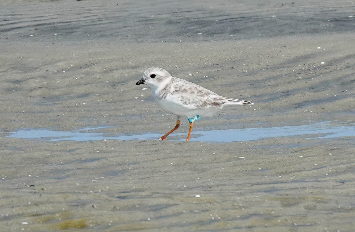 Piping Plover - ML609869713