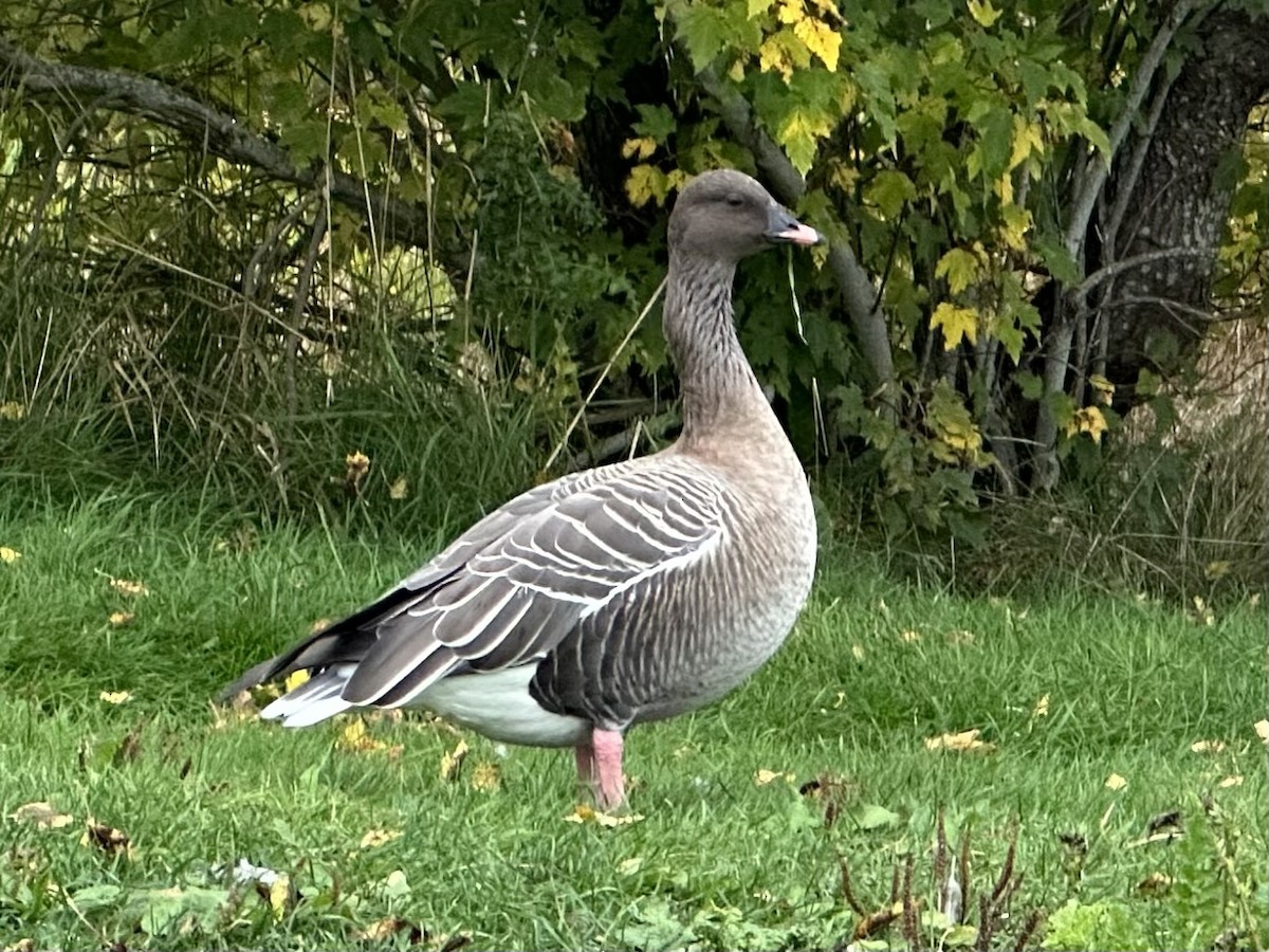 Pink-footed Goose - ML609869910