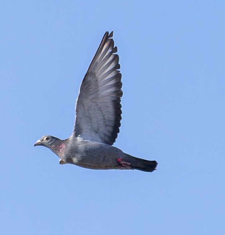 Rock Pigeon (Feral Pigeon) - ML609870272
