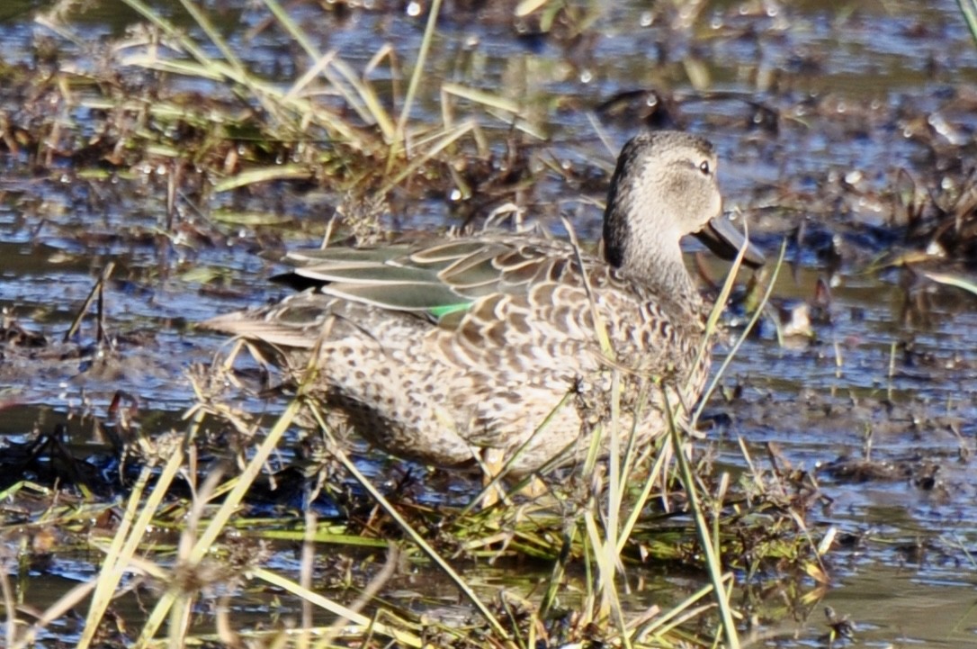 Green-winged Teal - ML609870441