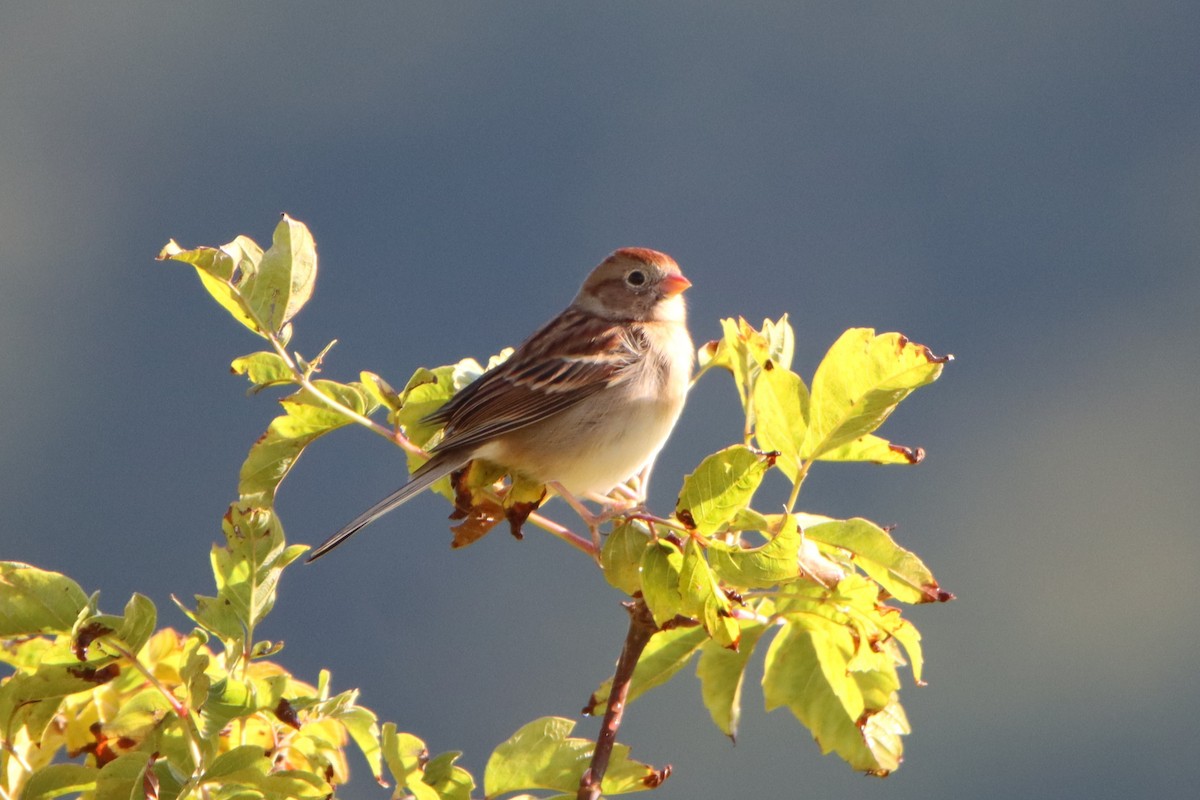 Field Sparrow - ML609870983