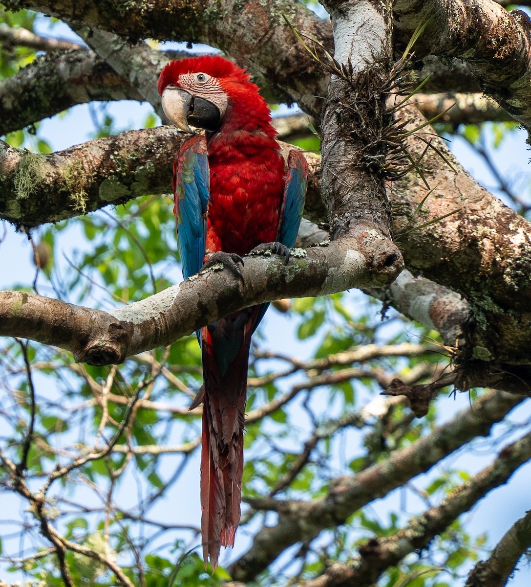 Red-and-green Macaw - ML609871025