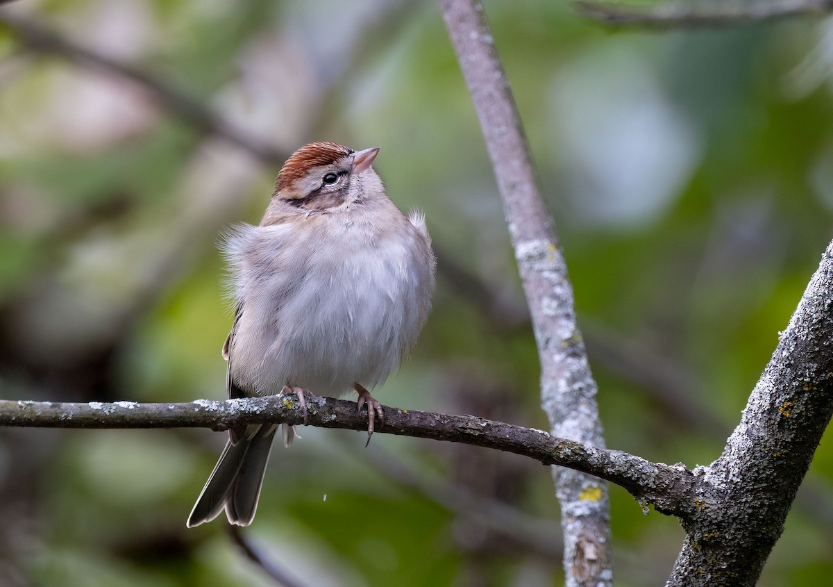 Chipping Sparrow - ML609871255