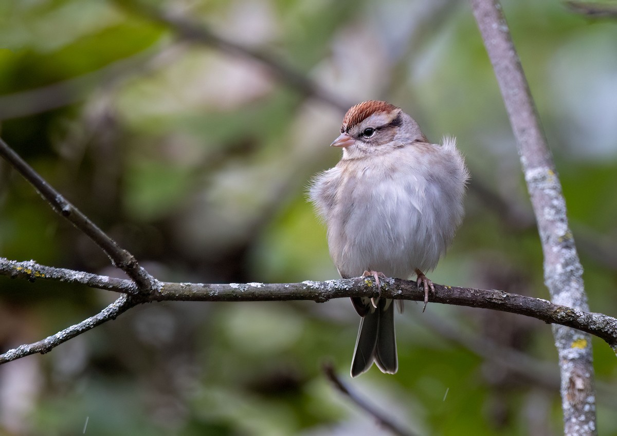 Chipping Sparrow - ML609871256