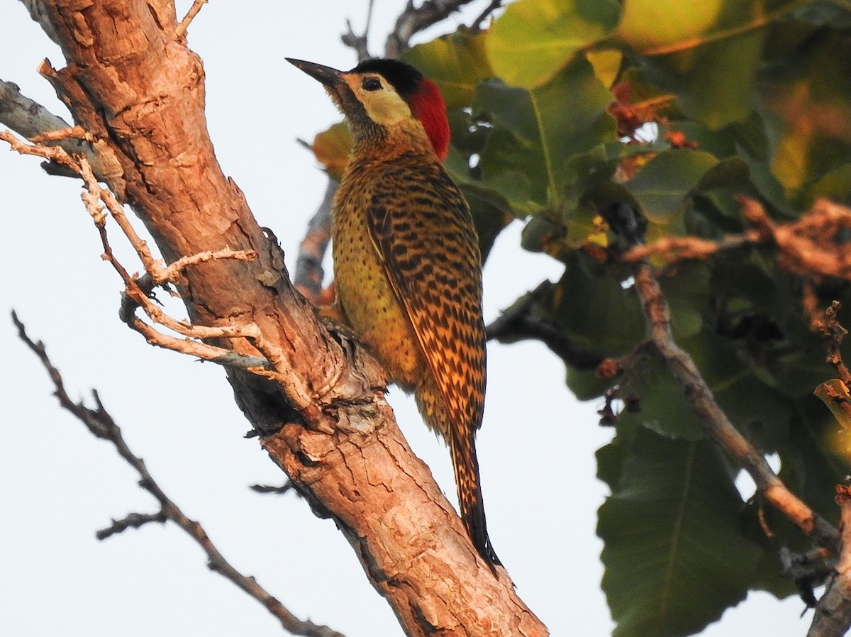 Spot-breasted Woodpecker - ML609871686