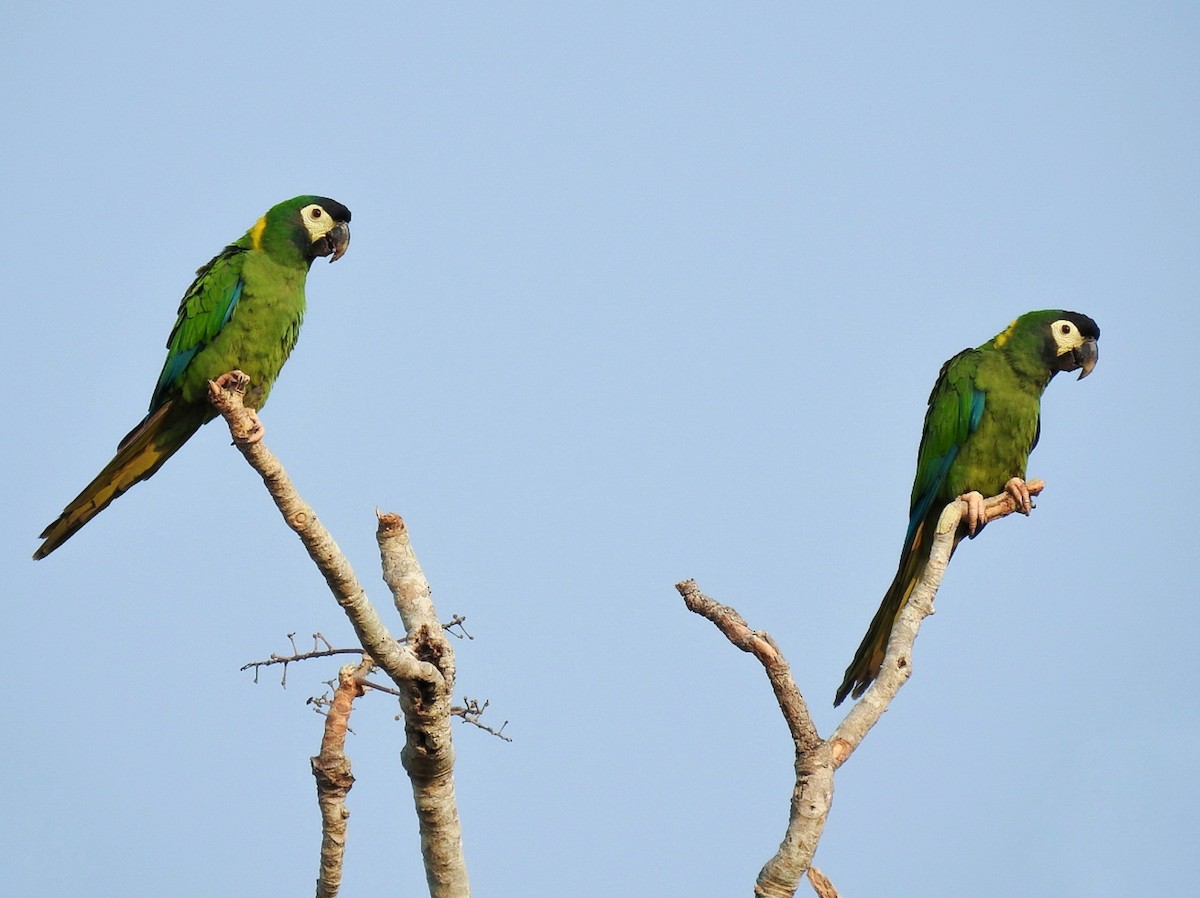 Yellow-collared Macaw - ML609871814
