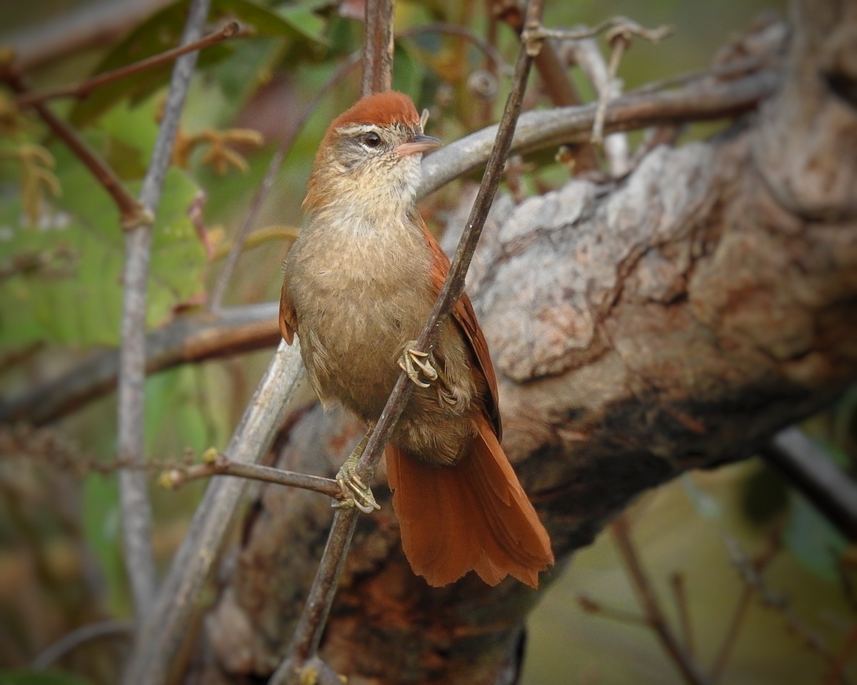 Rusty-backed Spinetail - ML609871898