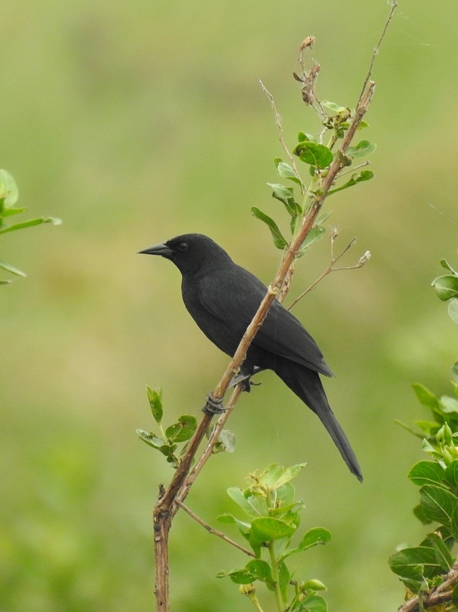 Unicolored Blackbird - ML609871969