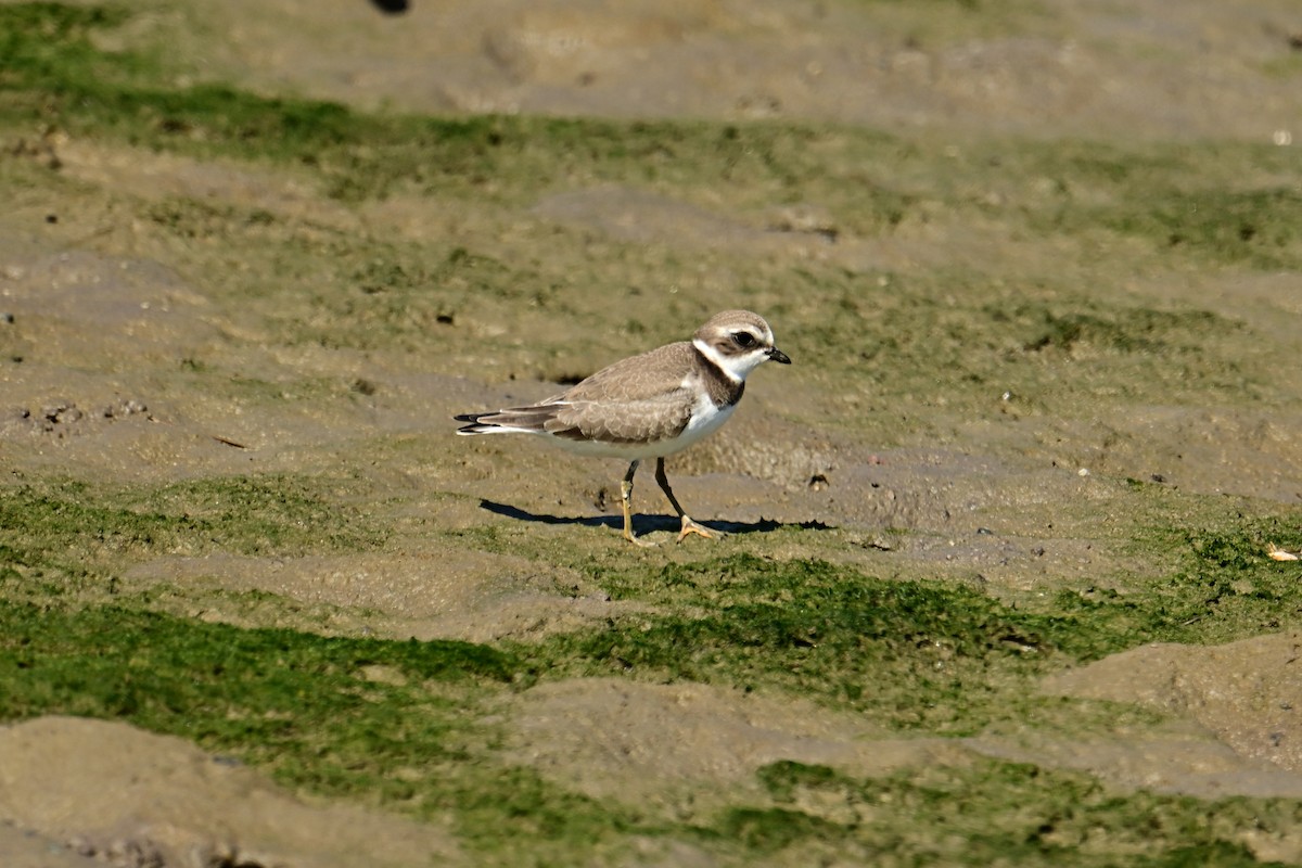 Semipalmated Plover - Mike Charest