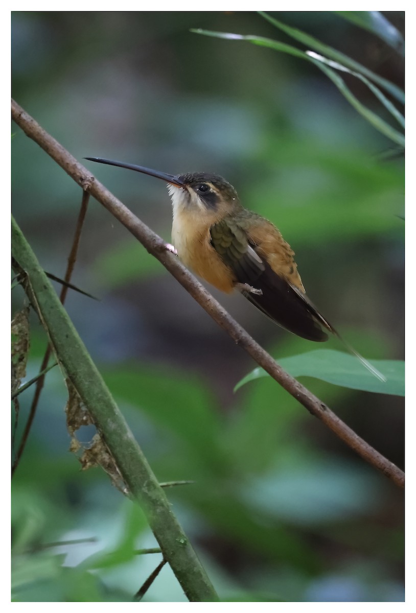 Рыжеватый колибри-отшельник - ML609872121