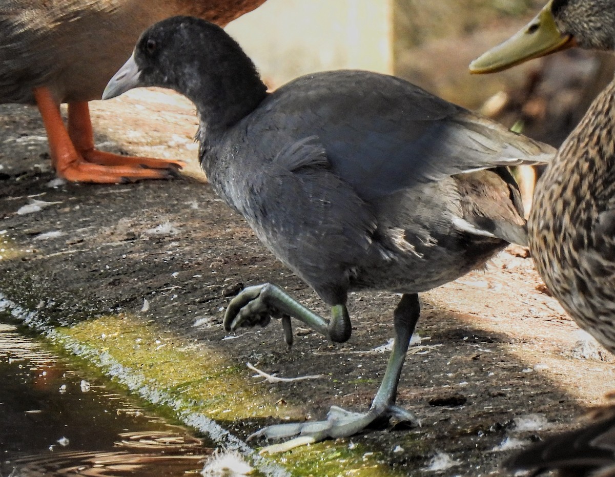 American Coot - Maggie Griffith