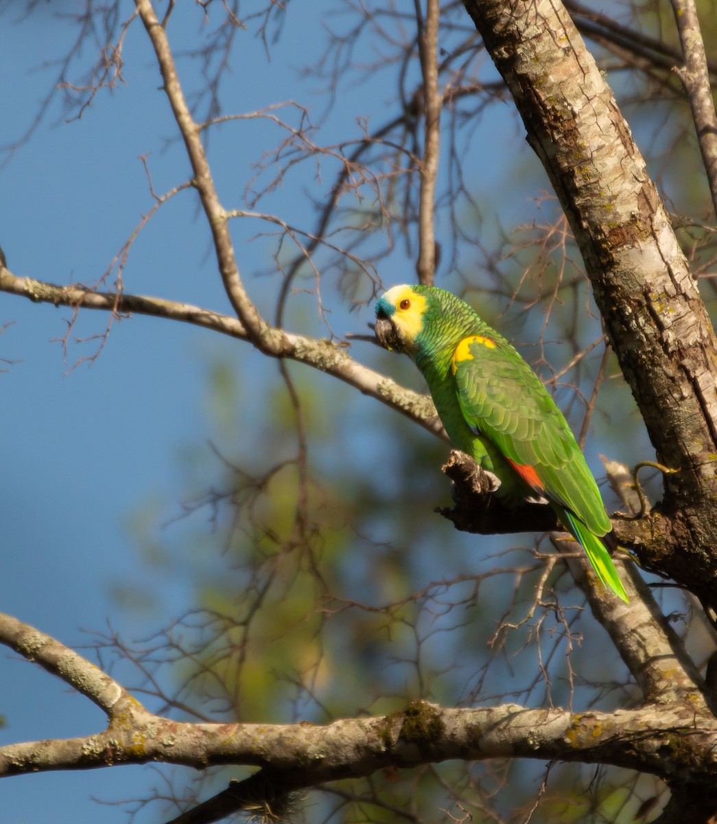 Turquoise-fronted Parrot - ML609872842