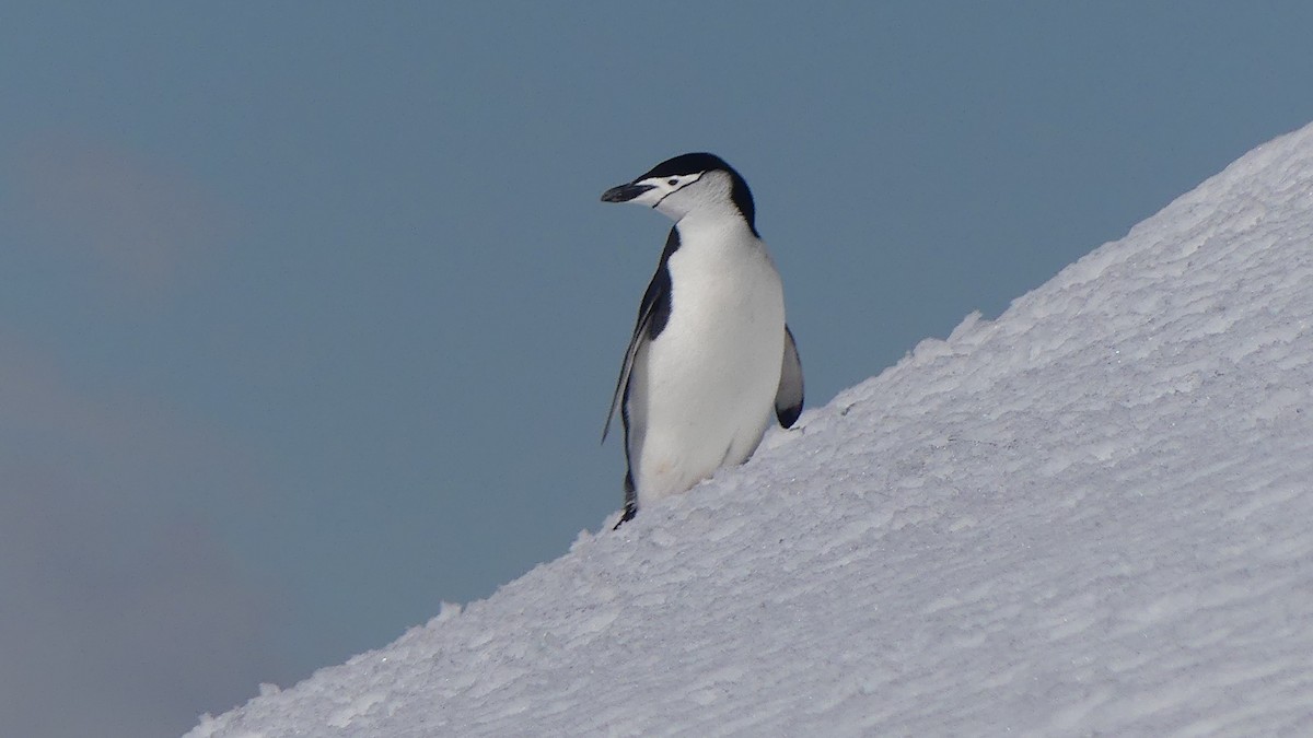 Антарктический пингвин - ML609874302