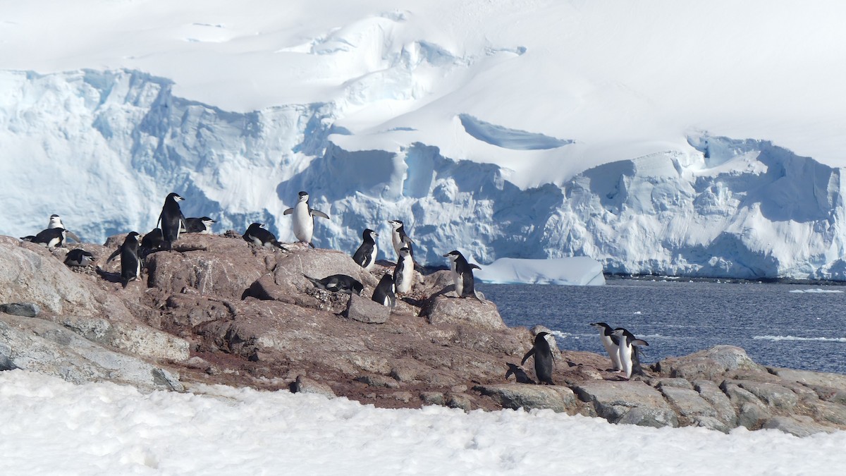 Антарктический пингвин - ML609874303