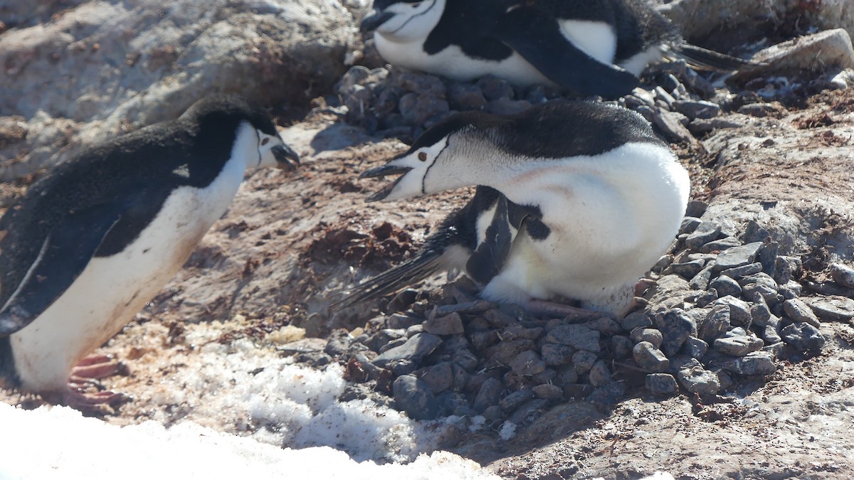 Антарктический пингвин - ML609874305
