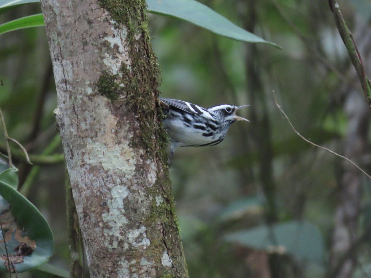 Black-and-white Warbler - ML609875049