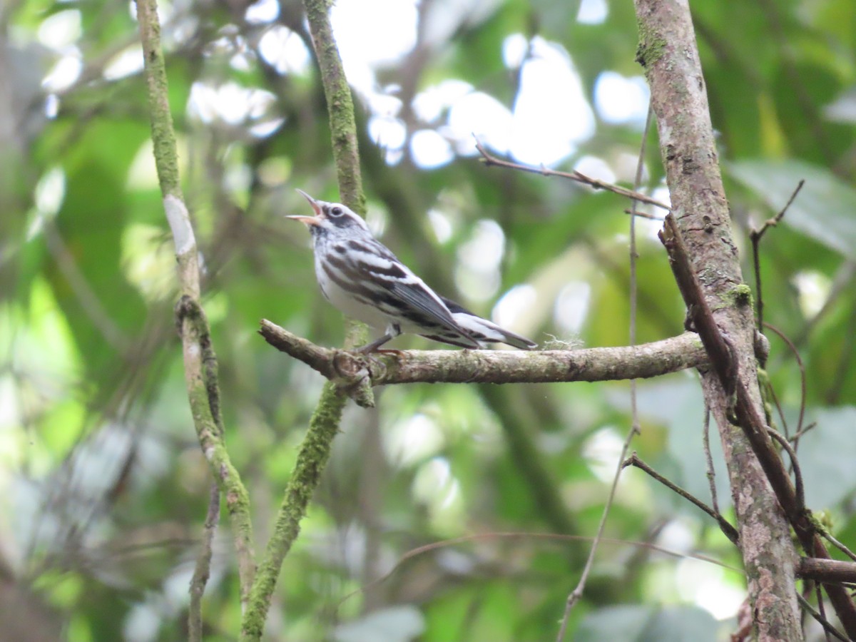 Black-and-white Warbler - ML609875050
