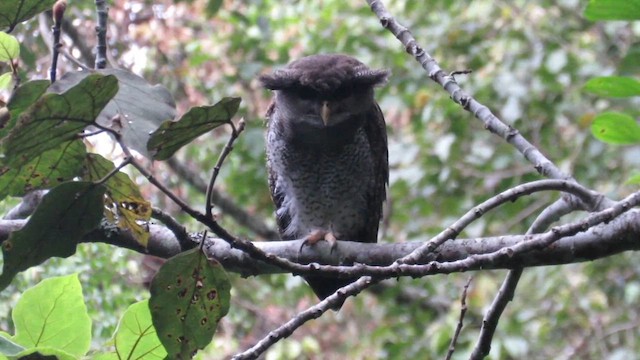 Barred Eagle-Owl - ML609875263