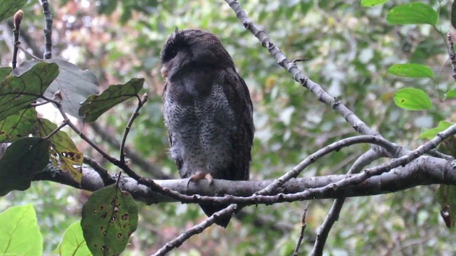 Barred Eagle-Owl - ML609875308