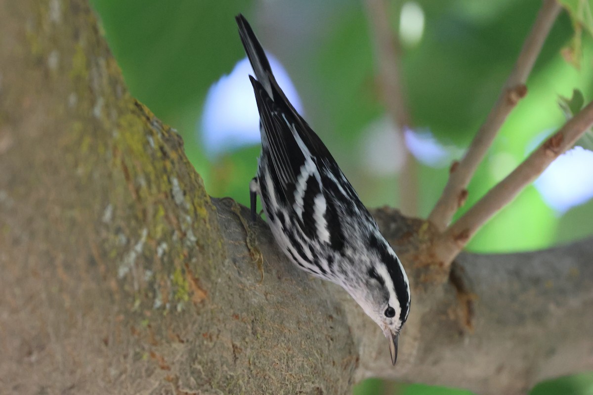 Black-and-white Warbler - ML609875473