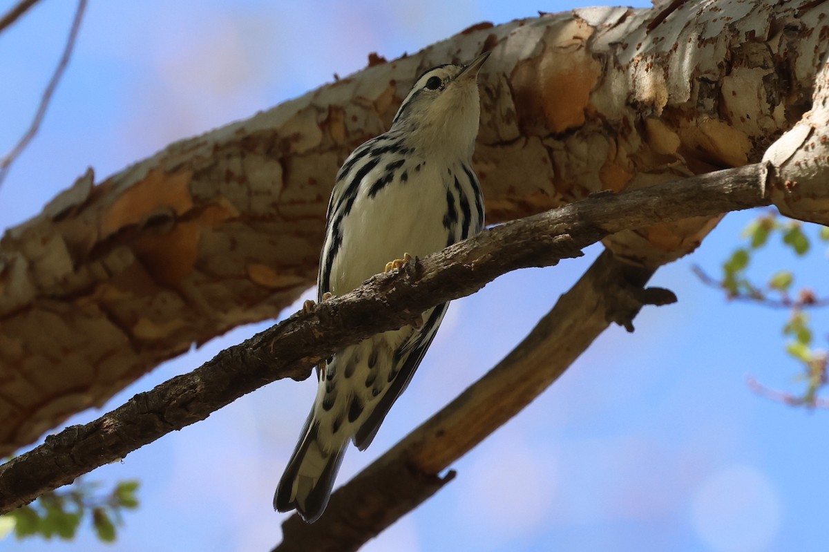 Black-and-white Warbler - ML609875663