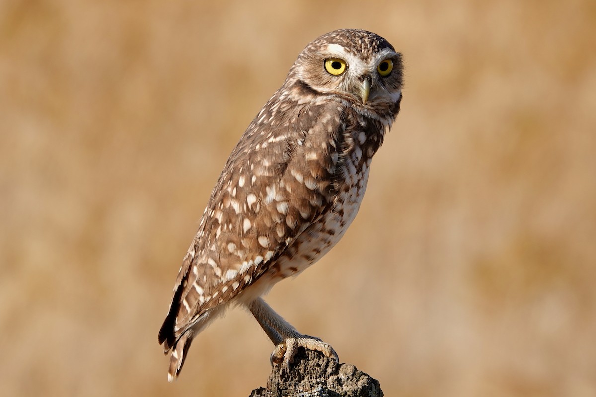 Burrowing Owl - ML609875666