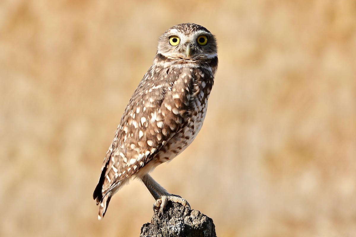 Burrowing Owl - ML609875668
