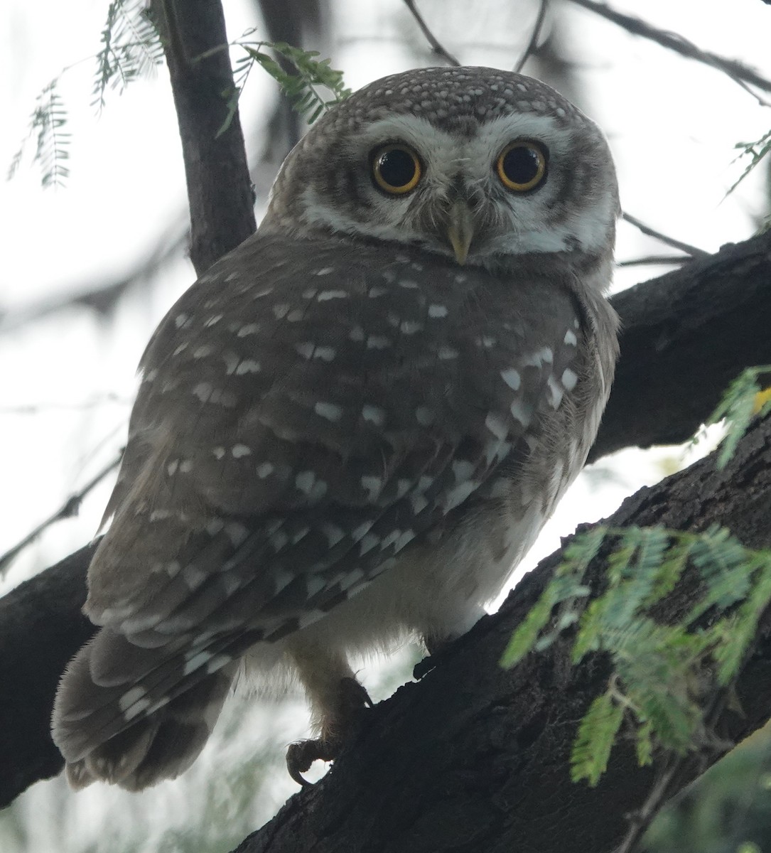 Spotted Owlet - ML609875784