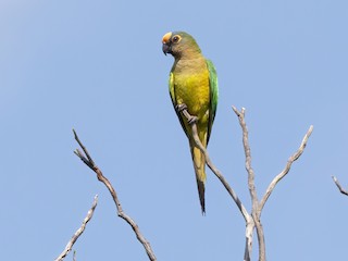  - Peach-fronted Parakeet