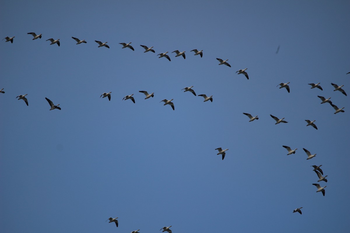 eBird Checklist - 12 Oct 2023 - Weed Lake (South View Point), Glenmore ...