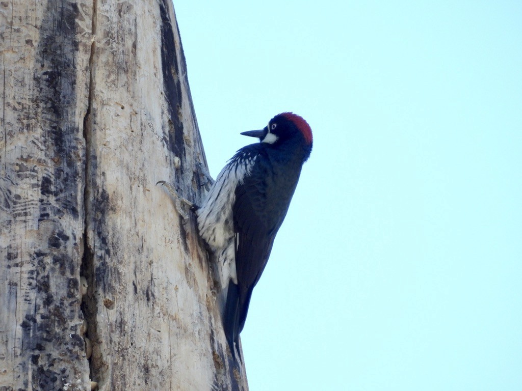 Acorn Woodpecker - ML609876340