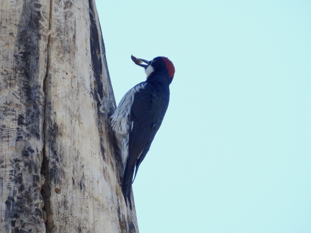 Acorn Woodpecker - ML609876341