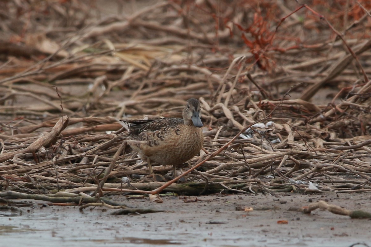Green-winged Teal - ML609876771
