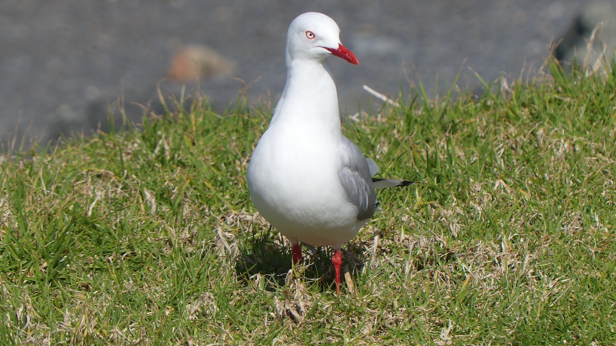 Silver Gull (Red-billed) - ML609876914