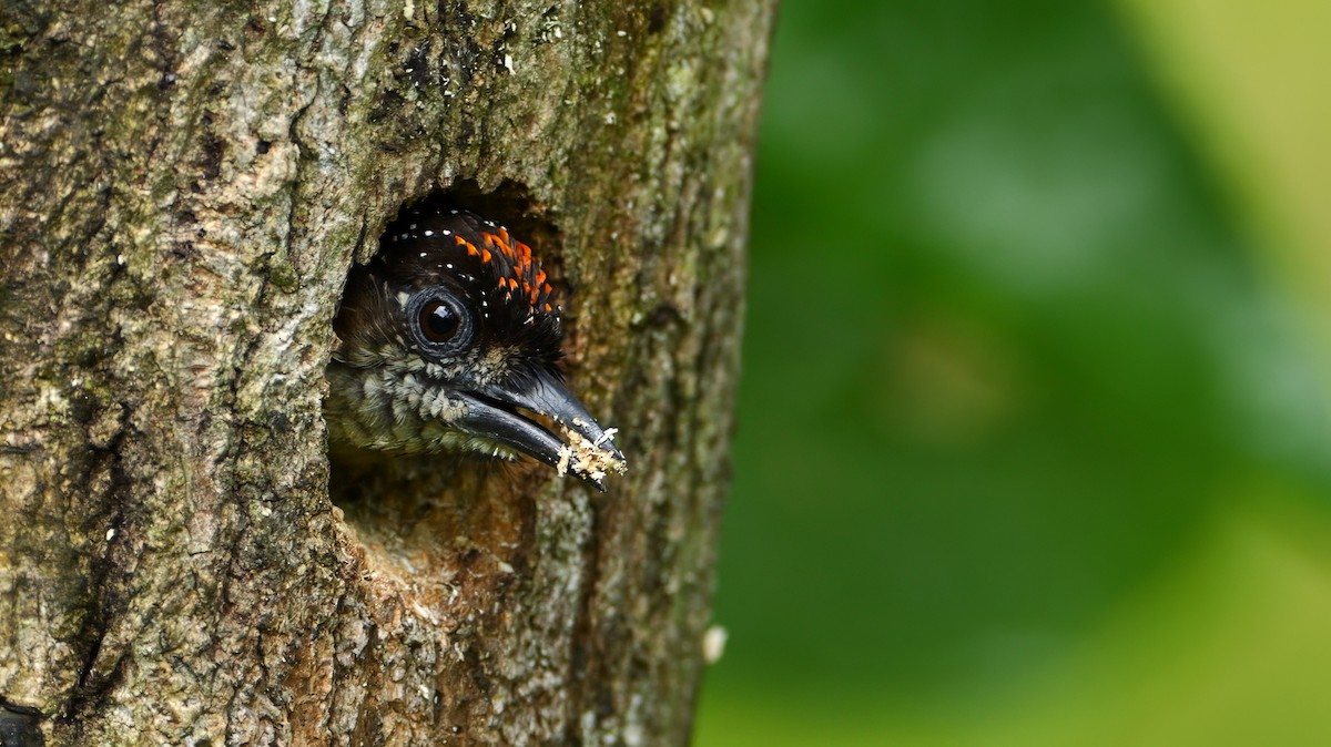 Olivaceous Piculet - ML609877110